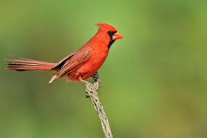 Seasonal Resident Prints: Northern Cardinal (Cardinalis cardinalis) Male, Rio Grande City, Texas, USA