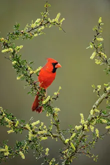 Backyard Suburban Prints: Northern Cardinal (Cardinalis cardinalis) Male