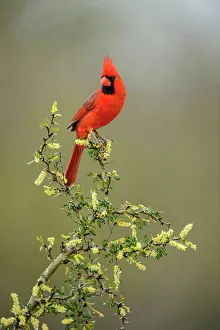 Barn Prints: Northern Cardinal (Cardinalis cardinalis) Male