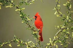 Barn Prints: Northern Cardinal (Cardinalis cardinalis) Male