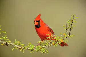 Backyard Suburban Prints: Northern Cardinal (Cardinalis cardinalis) Male