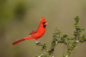 Backyard Suburban Prints: Northern Cardinal (Cardinalis cardinalis) Male
