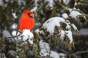 Thornton Prints: Northern Cardinal (Cardinalis cardinalis) male in winter, Thornton, Ontario, Canada