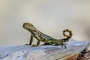 Lizards Prints: Northern Curly-tailed Lizard (Leiocephalus carinatus)