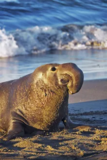 Northern elephant seal bull - USA, California, San Luis Obispo, Cambria, Piedras Blancas