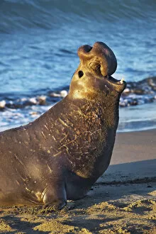Action Gallery: Northern elephant seal bull - USA, California, San Luis Obispo, Cambria, Piedras Blancas