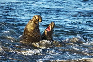 Images Dated 2nd March 2021: Northern elephant seal fighting bulls - USA, California, San Luis Obispo, Cambria