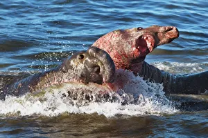 Northern elephant seal fighting bulls - USA, California, San Luis Obispo, Cambria