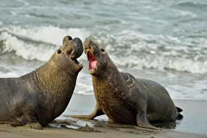 Breeding Prints: Northern elephant seal (Mirounga angustirostris) Males engaged in breeding territory fight at breeding rookery