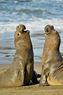 Environmental Prints: Northern elephant seal (Mirounga angustirostris) Males engaged in breeding territory fight at breeding rookery