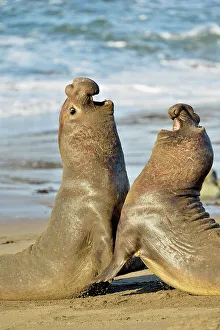 Breeding Prints: Northern elephant seal (Mirounga angustirostris) Males engaged in breeding territory fight at breeding rookery