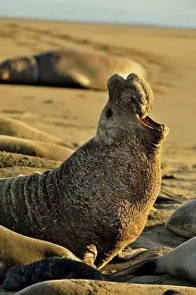 Northern elephant seal (Mirounga angustirostris) Bull/male displaying at breeding colony, San Simeon, Piedras Blancas Rookery, California, USA