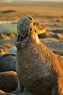 Environmental Prints: Northern elephant seal (Mirounga angustirostris) Bull/male displaying at breeding colony