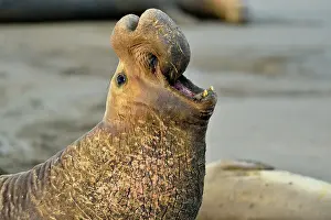 Q3 2024 Prints: Northern elephant seal (Mirounga angustirostris) Bull/male displaying at breeding colony