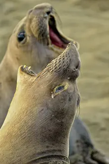 Q3 2024 Prints: Northern elephant seal (Mirounga angustirostris) Confrontation between females in a breeding rookery
