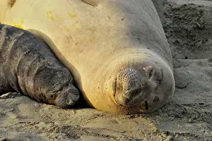 Northern elephant seal (Mirounga angustirostris) Female sleeping with pup in beach breeding rookery, San Simeon, Piedras Blancas Rookery, California, USA