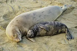 Northern elephant seal (Mirounga angustirostris) Female sleeping with pup in beach breeding rookery, San Simeon, Piedras Blancas Rookery, California, USA