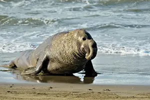 Breeding Prints: Northern elephant seal (Mirounga angustirostris) Male/bull near surf line on beach