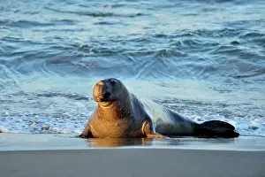 Breeding Prints: Northern elephant seal (Mirounga angustirostris) Male/bull near surf line on beach