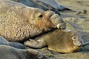 Q3 2024 Prints: Northern elephant seal (Mirounga angustirostris) Mating on beach in breeding rookery