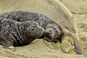Breeding Prints: Northern elephant seal (Mirounga angustirostris) Nursing pup