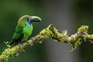Young Prints: Northern Emerald-Toucanet (Aulacorhynchus prasinus)