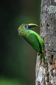 Young Prints: Northern Emerald-Toucanet (Aulacorhynchus prasinus)