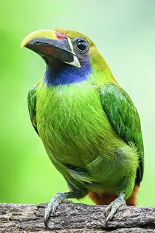 Perched Prints: Northern Emerald-Toucanet (Aulacorhynchus prasinus), Toucan family, Costa Rica