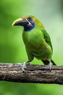 Avian Prints: Northern Emerald-Toucanet (Aulacorhynchus prasinus), Toucan family, Costa Rica