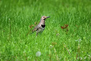 Springtime Prints: Northern flicker (Colaptes auratus), Greater Sudbury, Ontario, Canada