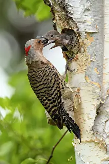 Breeding Prints: Northern flicker (Colaptes auratus) Adult female feeding young in birch tree nest cavity