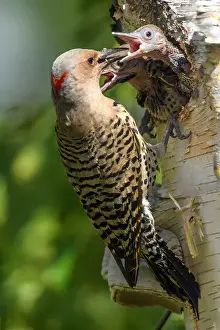Breeding Prints: Northern flicker (Colaptes auratus) Adult female feeding young in birch tree nest cavity