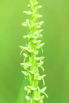 Blossom Prints: Northern green bog orchid (Platanthera huronensis) Banff National Park Alberta Canada