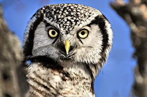 Owls Prints: A northern hawk howl peaks around a tree in Ontario Canada