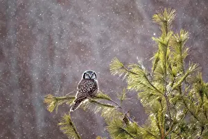 Owls Prints: A northern hawk owl on. a snowy day perched on a tree in Ontario Canada