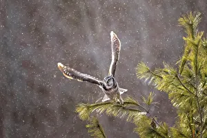 Owls Prints: A northern hawk owl on a snowy day taking off from a tree in Ontario Canada