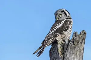 Northern Hawk Owl (Surnia ulula), Schomberg, Ontario, Canada