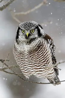 Northern Hawk Owls Prints: Northern Hawk Owl (Surnia ulula), Schomberg, Ontario, Canada