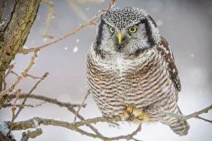 Northern Hawk Owls Prints: Northern Hawk Owl (Surnia ulula), Schomberg, Ontario, Canada