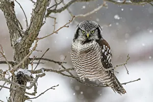 Northern Hawk Owls Prints: Northern Hawk Owl (Surnia ulula), Schomberg, Ontario, Canada
