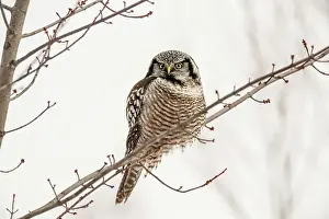 Migrants Prints: Northern Hawk Owl (Surnia ulula) Individual hunting in winter range