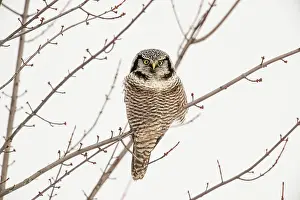 Migrants Prints: Northern Hawk Owl (Surnia ulula) Individual hunting in winter range