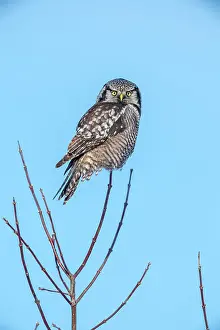 Migrants Prints: Northern Hawk Owl (Surnia ulula) Individual hunting in winter range