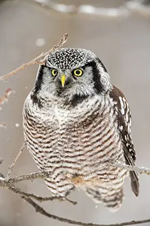 Migrants Prints: Northern Hawk Owl (Surnia ulula) Individual hunting in winter range