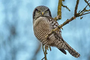 Northern Hawk Owls Prints: Northern Hawk Owl (Surnia ulula), Ontario, Canada