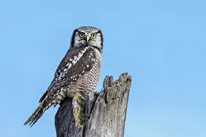 Northern Hawk Owls Prints: Northern Hawk Owl (Surnia ulula), Ontario, Canada