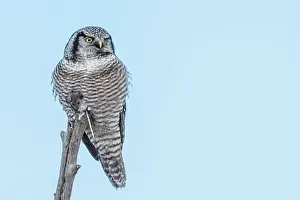 Northern Hawk Owls Prints: Northern Hawk Owl (Surnia ulula), Ontario, Canada