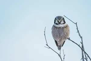 Northern Hawk Owl (Surnia ulula), Ontario, Canada