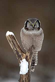 Owls Prints: A northern hawk owl on a tree stump in Ontario, Canada
