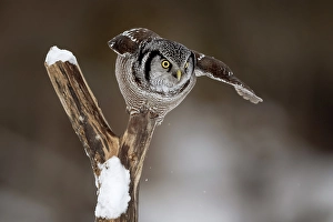 Owls Prints: A northern hawk owl on a tree stump in Ontario, Canada